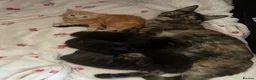 Siberian cats for sale: Smokey grey tabby’s / ginger fluffy / black kitten in Sidmouth - Advert 2
