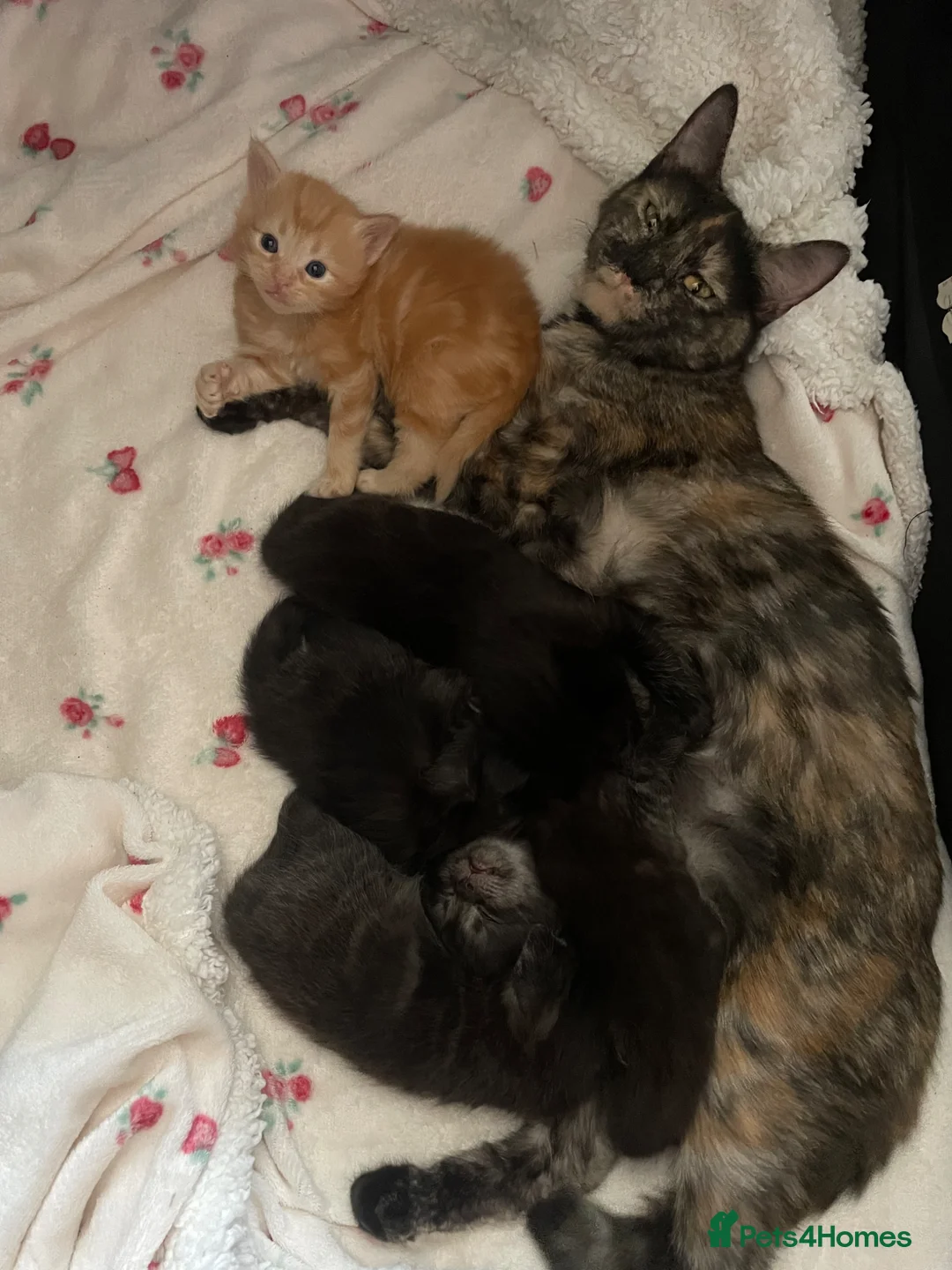 Siberian cats for sale: Smokey grey tabby’s / ginger fluffy / black kitten in Sidmouth - Advert 2