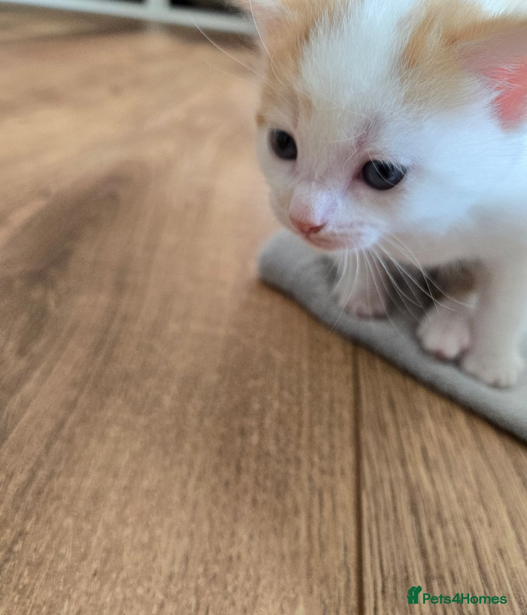 Mixed Breed cats for sale: Beautiful fluffy ginger kittens - Image 6