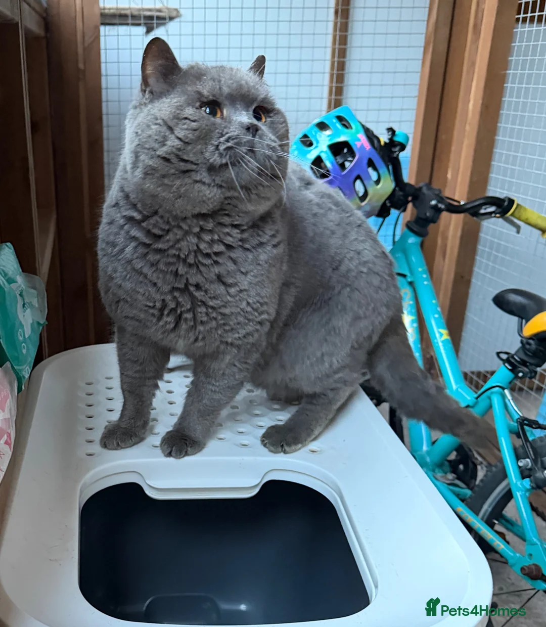 British Shorthair cats for sale: Blue British Male - Advert 2