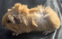 Guinea Pig rodents for sale: Gorgeous guinea pigs, mixed breeds  - Image 1