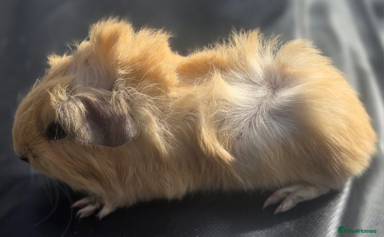Guinea Pig rodents - Advert 1