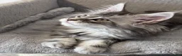 Maine Coon cats for sale: Wonderful Maine Coon kittens from titled  parents - Advert 12