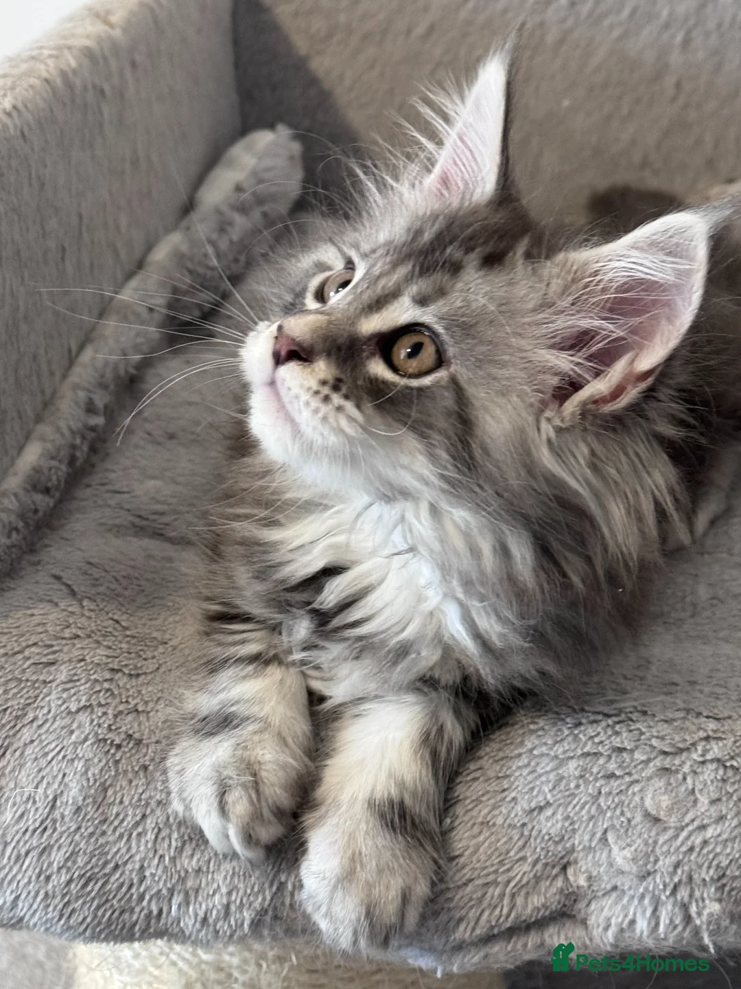 Maine Coon cats for sale: Wonderful Maine Coon kittens from titled  parents - Advert 12