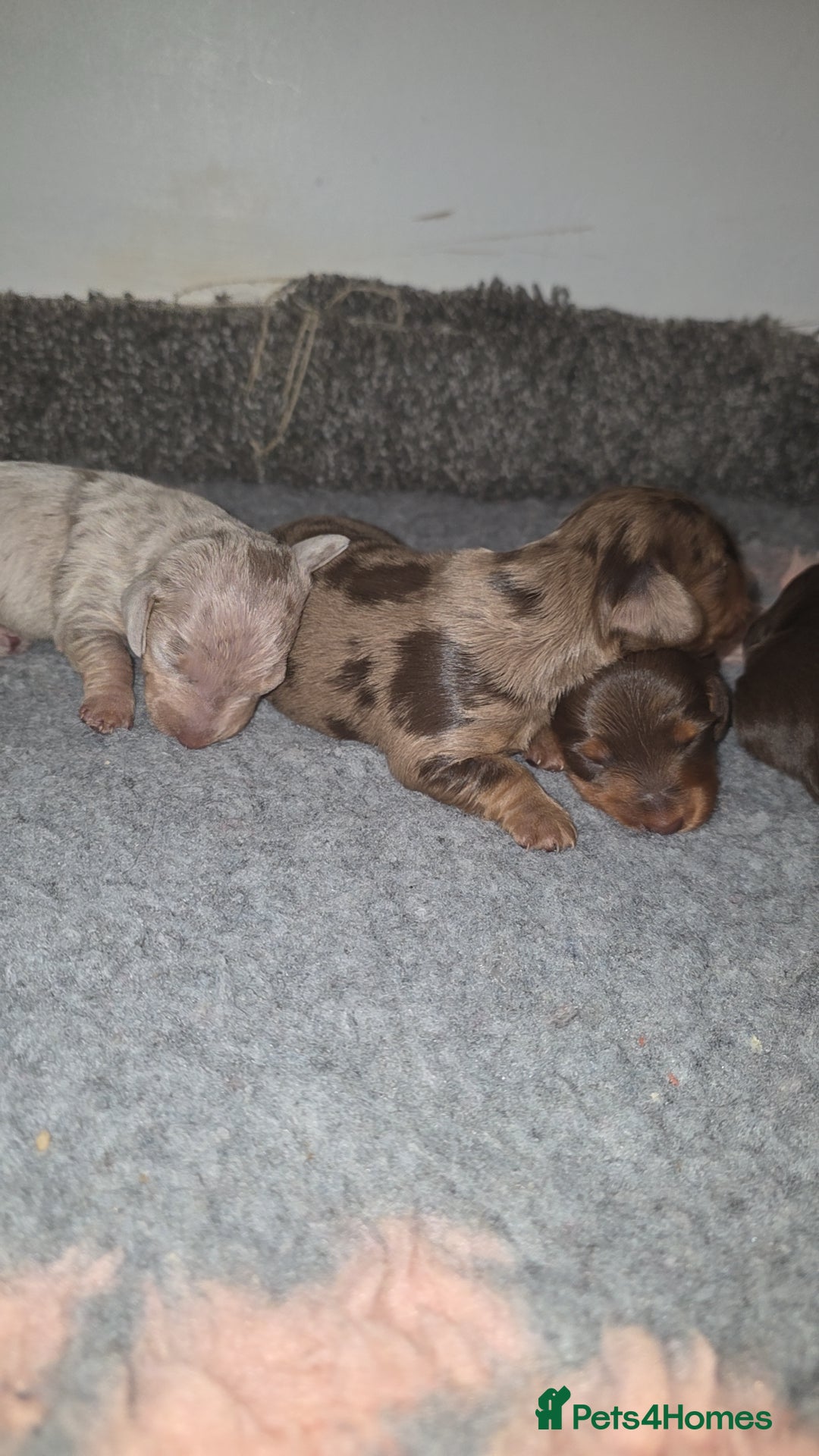 Miniature Dachshund dogs for sale: Miniature dachshund Puppies - Advert 28