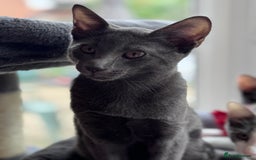 Oriental cats for sale: Ready now! Beautiful oriental mix kittens  - Image 28
