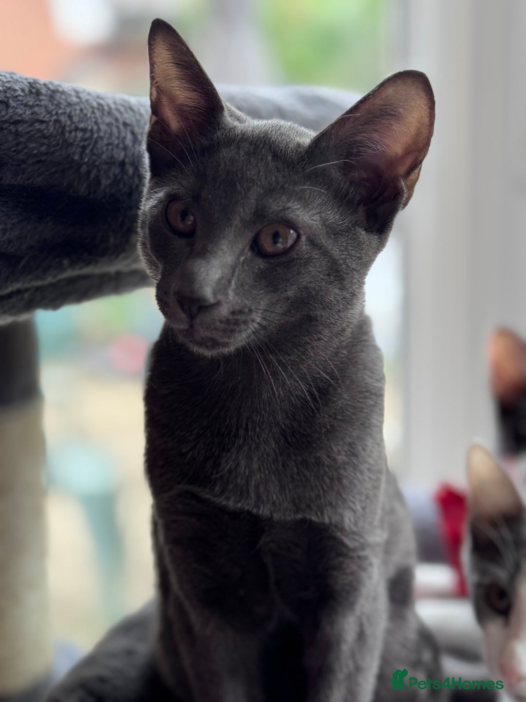 Oriental cats for sale: Ready now! Beautiful oriental mix kittens  - Image 28