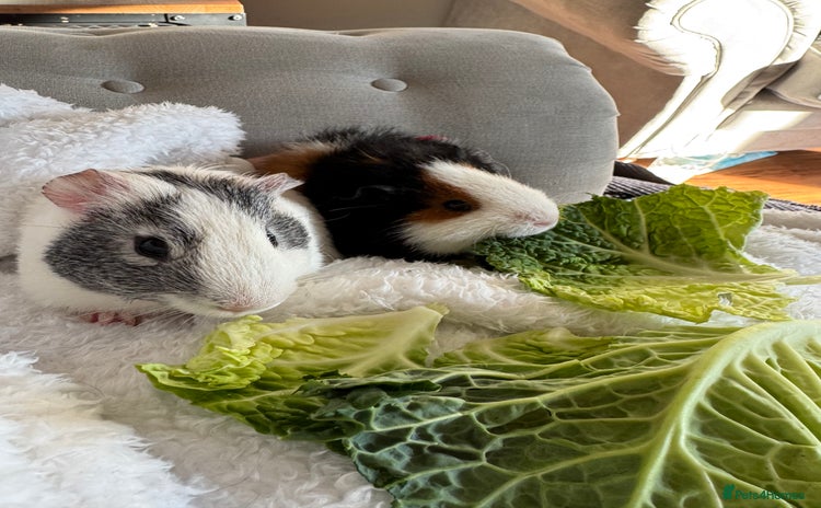 Guinea Pig rodents - Advert 4