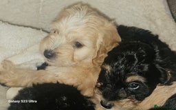 Cockapoo dogs for sale: Beautiful cockapoo babies!  - Image 1