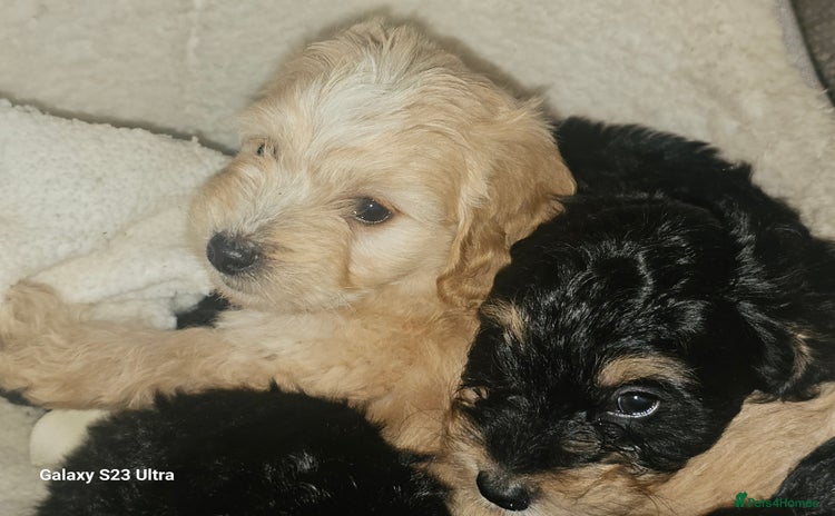 Cockapoo dogs - Advert 2