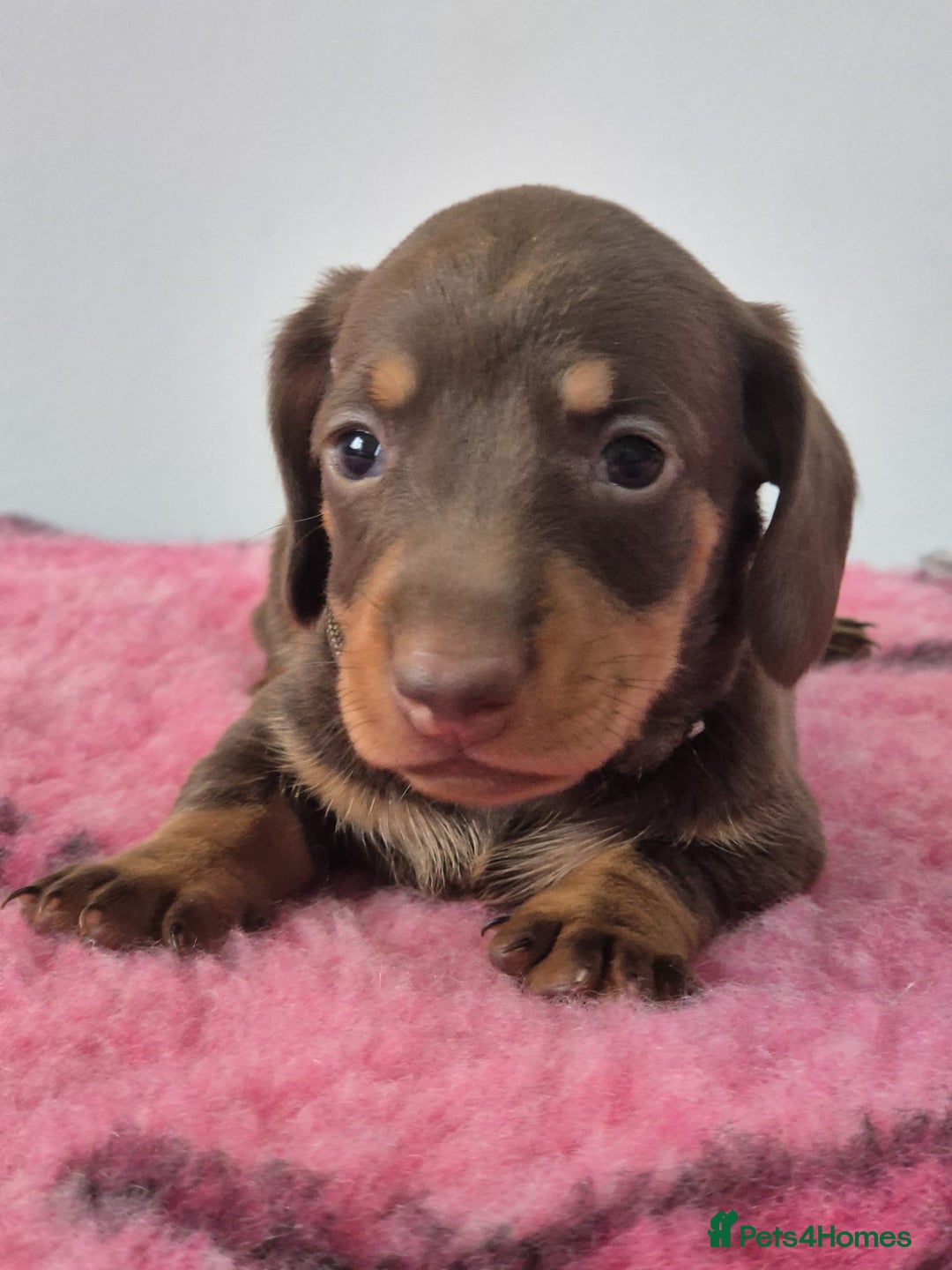 Miniature Dachshund dogs for sale: KC Registered Miniature Dachshund  - Image 13