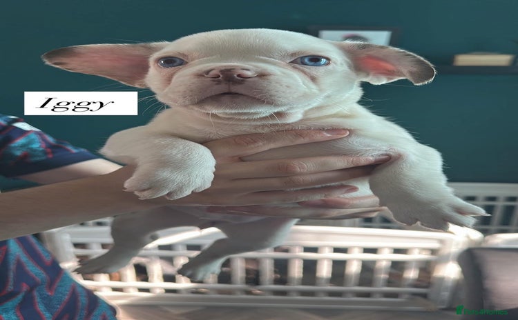 French Bulldog dogs - Advert 2