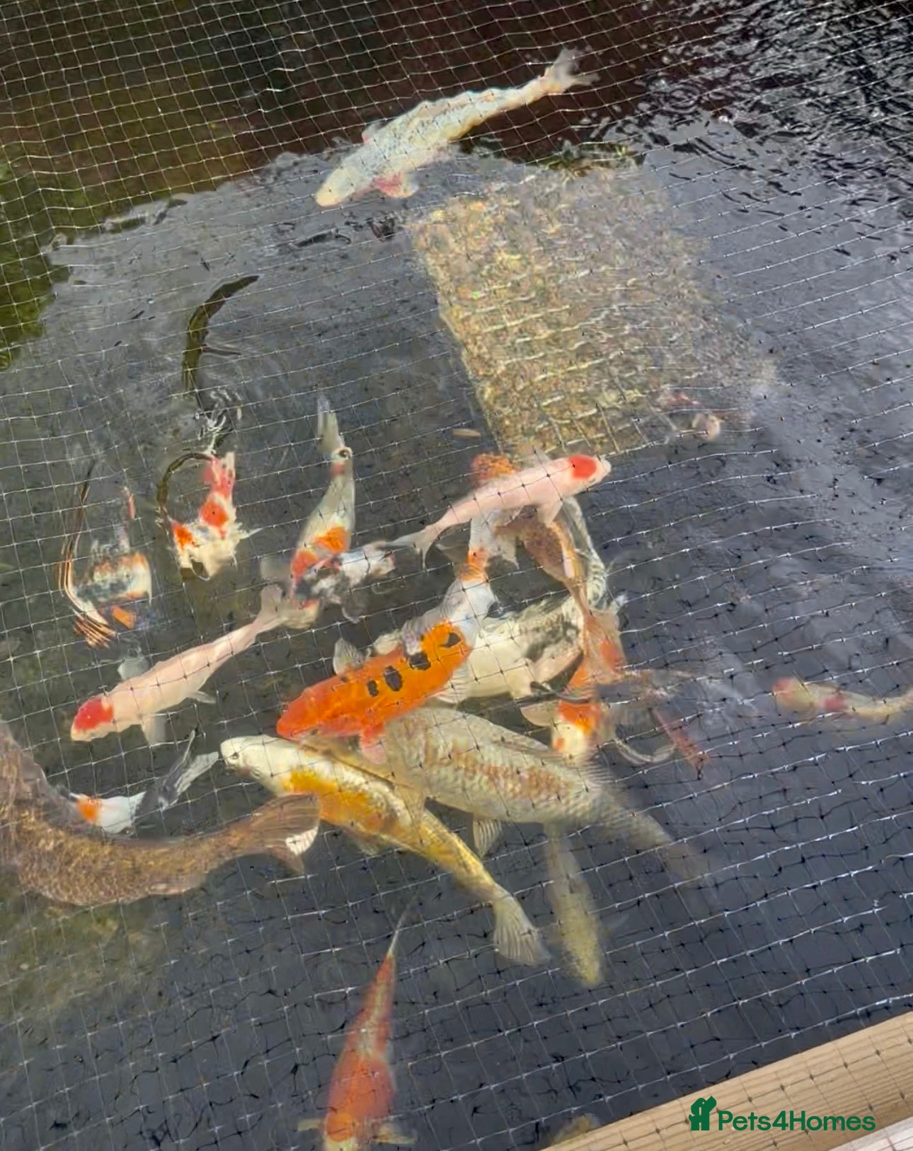 Koi Carp fish Mixed koi 5”-12” £50 each  - Advert 12
