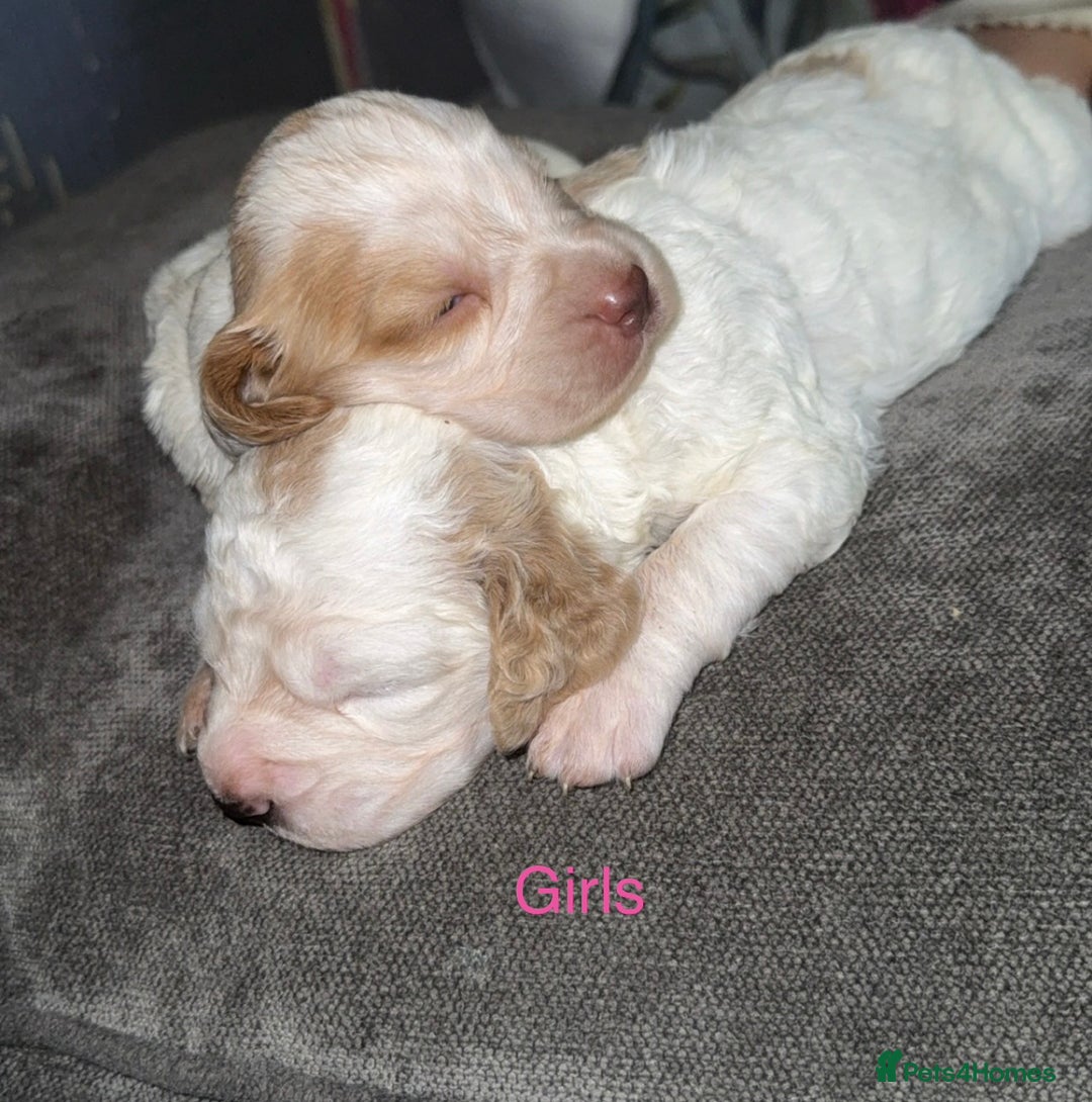 Cockapoo dogs for sale: Stunning litter of beautiful cockapoo puppies 😍 - Advert 1