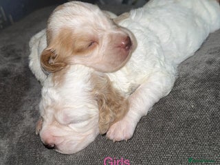 Cockapoo dogs Stunning litter of beautiful cockapoo puppies 😍 - Advert 1