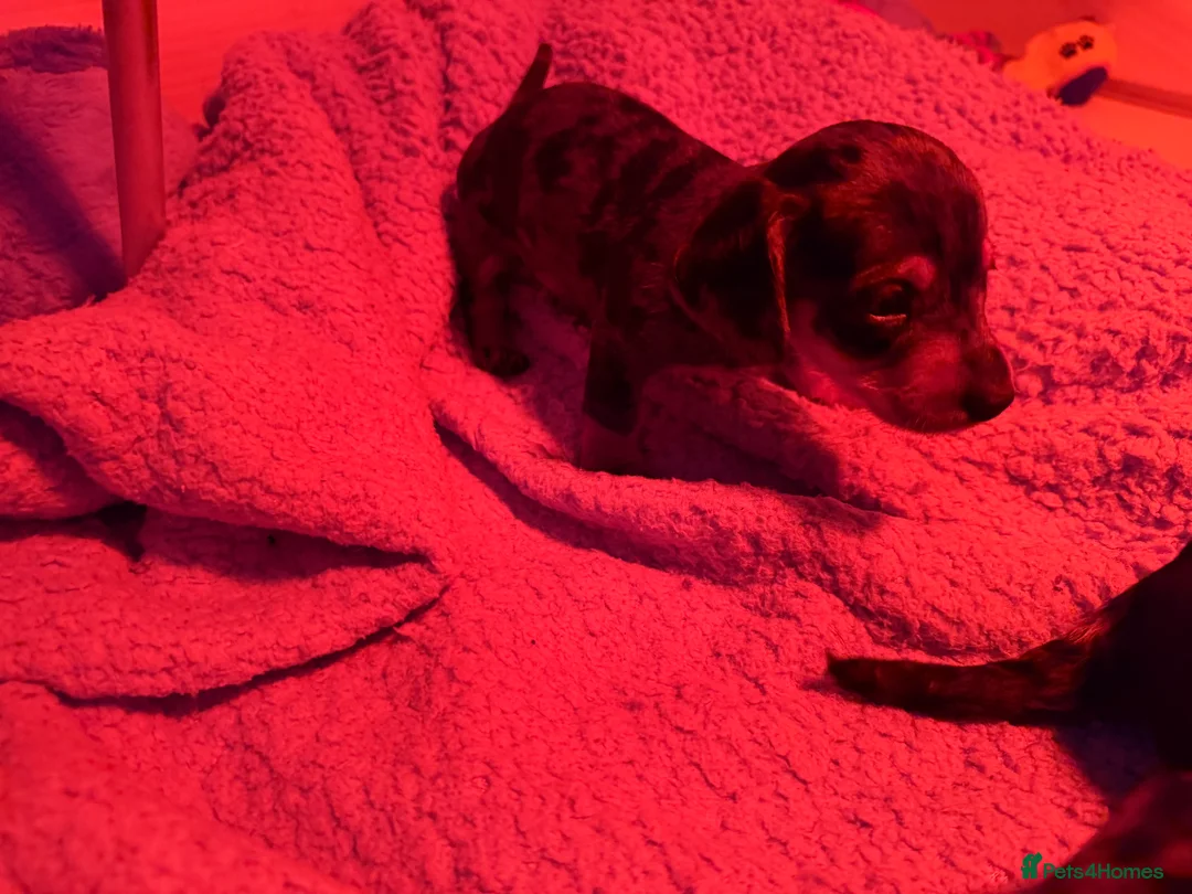 Dachshund dogs for sale: Dashounds - Advert 2