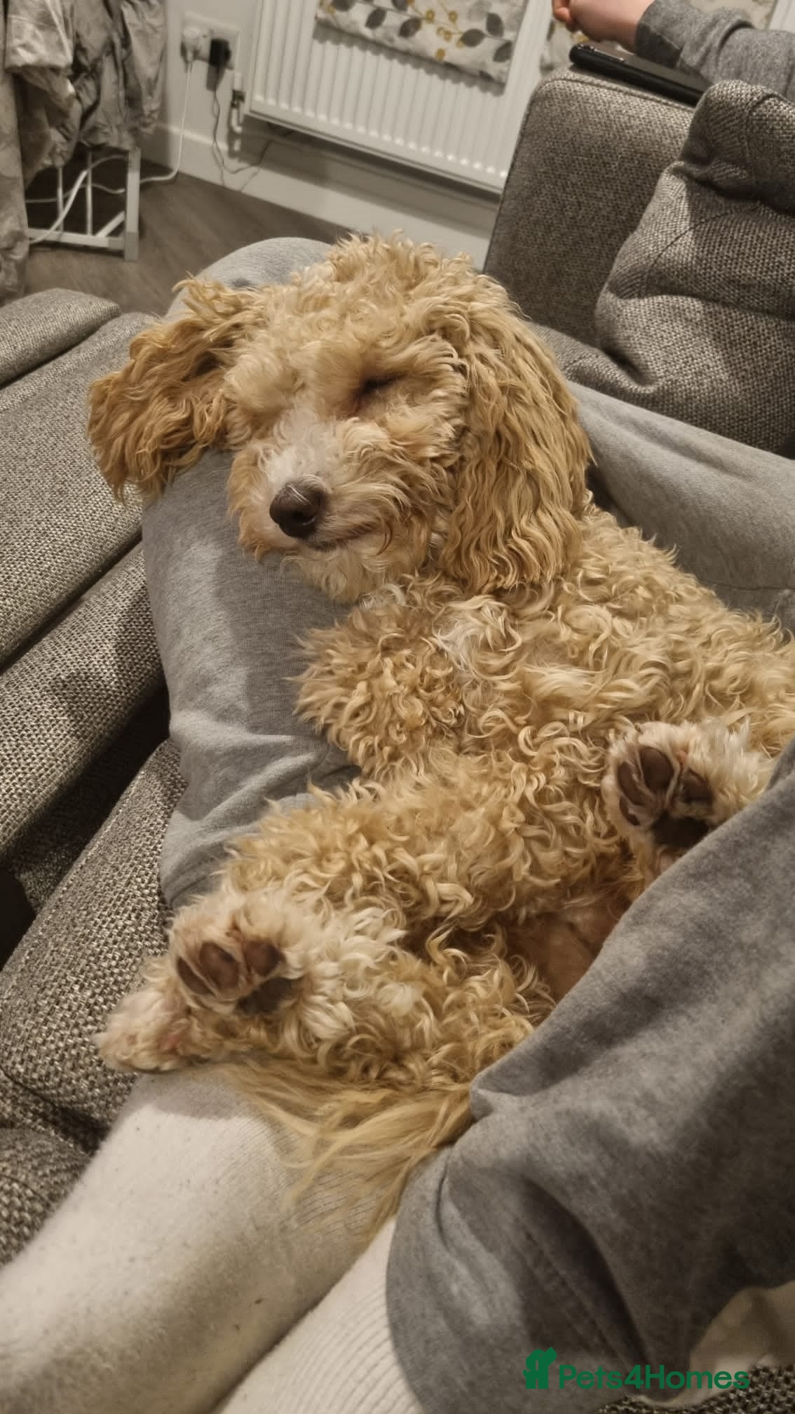 Mini Goldendoodle dogs for sale: 🐾✨ Beautiful Toy Goldendoodle Puppies  ✨🐾 - Advert 16