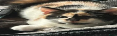 Calico 1
