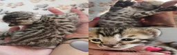 Bengal cats for sale: Bengal in Dundee - Advert 8