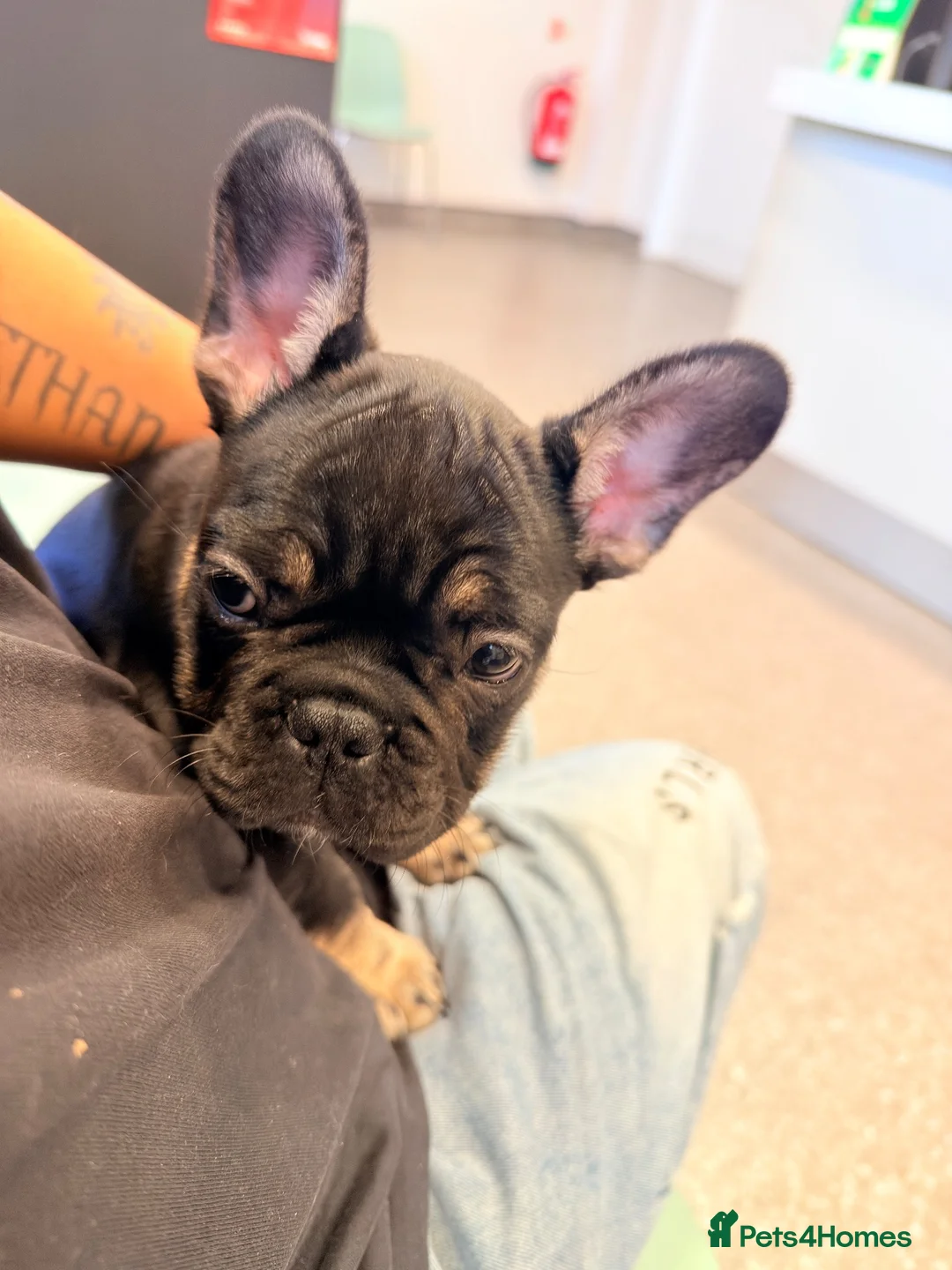 French Bulldog dogs for sale: Beautiful French Bulldog puppies  - Advert 1