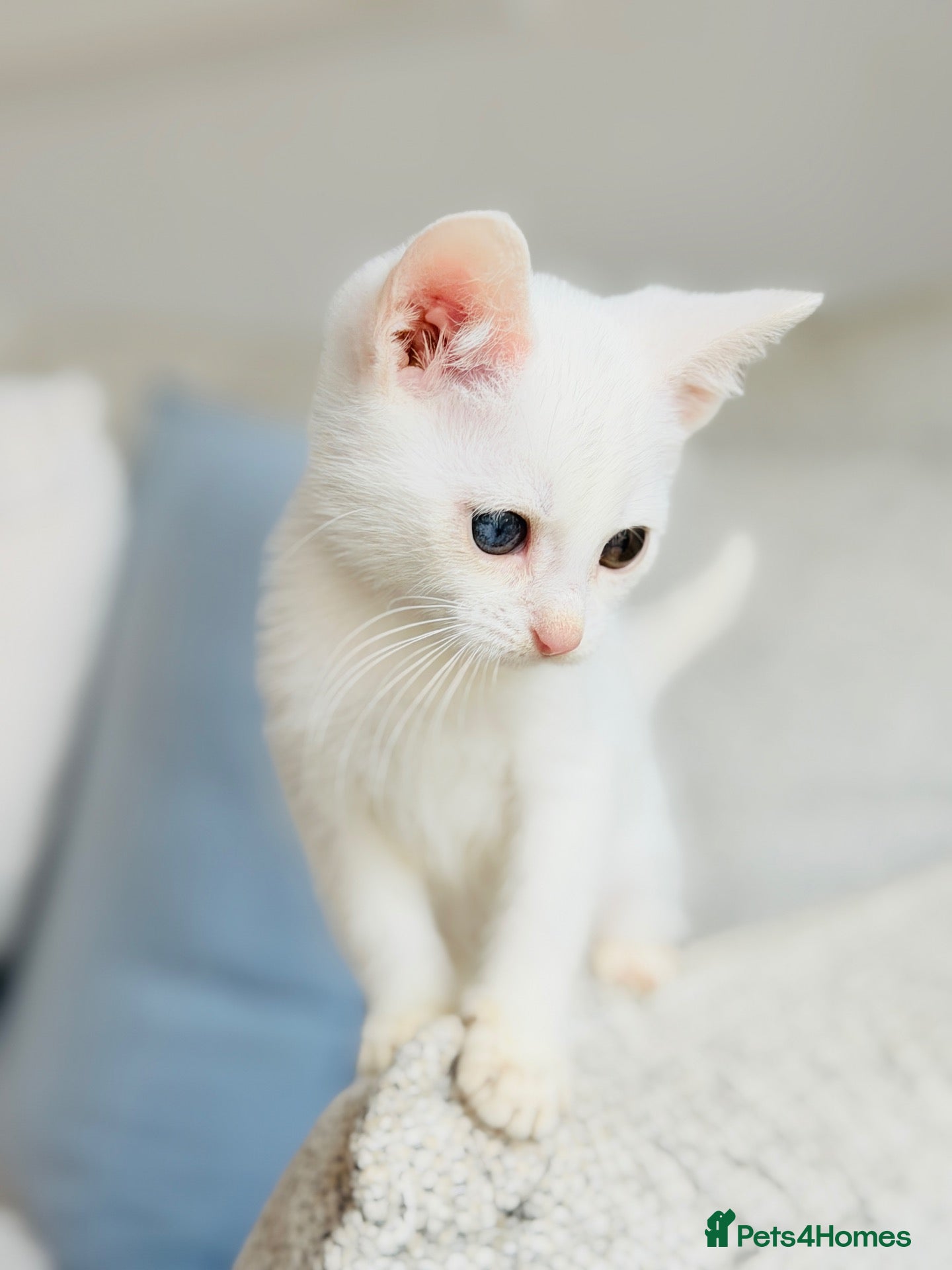 Turkish Angora cats 🐾 Unique Turkish Angora x Bengal Mix Kittens 🐾 - Advert 2