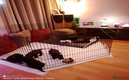 Cockapoo dogs for sale: F2 cockapoos  - Image 17