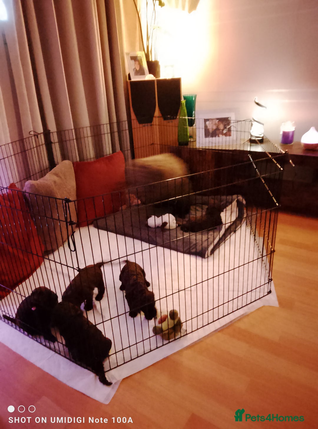 Cockapoo dogs for sale: F2 cockapoos  - Image 17