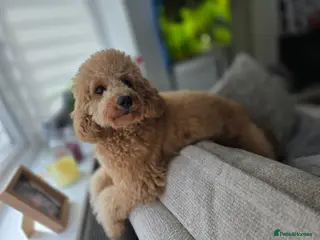 Cavapoo dogs FB11 Cavadoodles - Advert 16