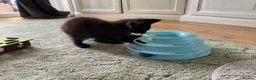 Maine Coon cats for sale: 2 Maine coon kittens  - Advert 3