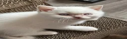 British Shorthair cats for sale: Champion British shorthair kittens very rare  - Advert 18
