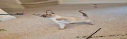 Burmese cats for sale: Gorgeous Pedigree Burmese Kittens - Advert 4