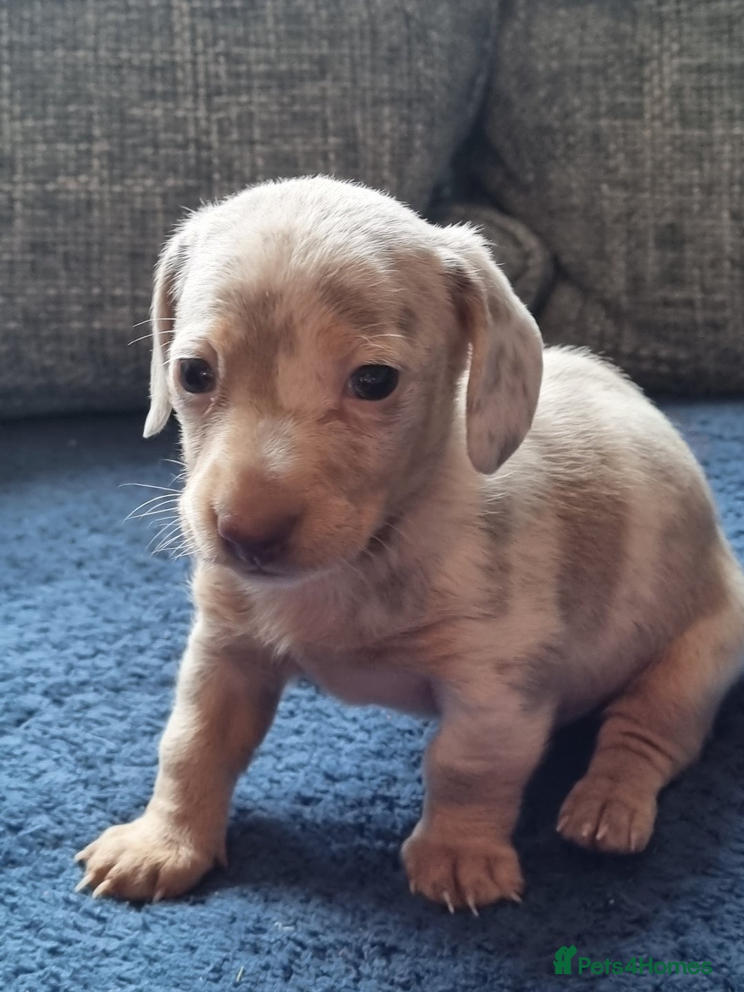 Dachshund dogs for stud: Isabella & tan dapple miniature dachshund  in Wolverhampton - Advert 4
