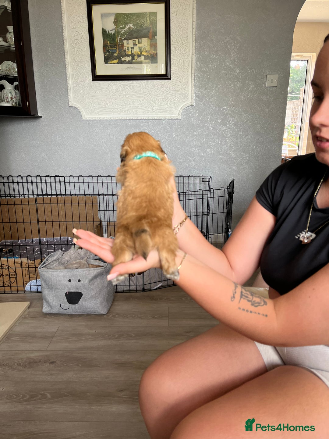 Shih Tzu dogs for sale: Boy number one  - Image 6