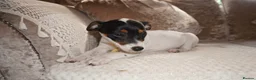Jack Russell dogs for sale: Jackrussel puppies (1 BOY LEFT £450) - Advert 3