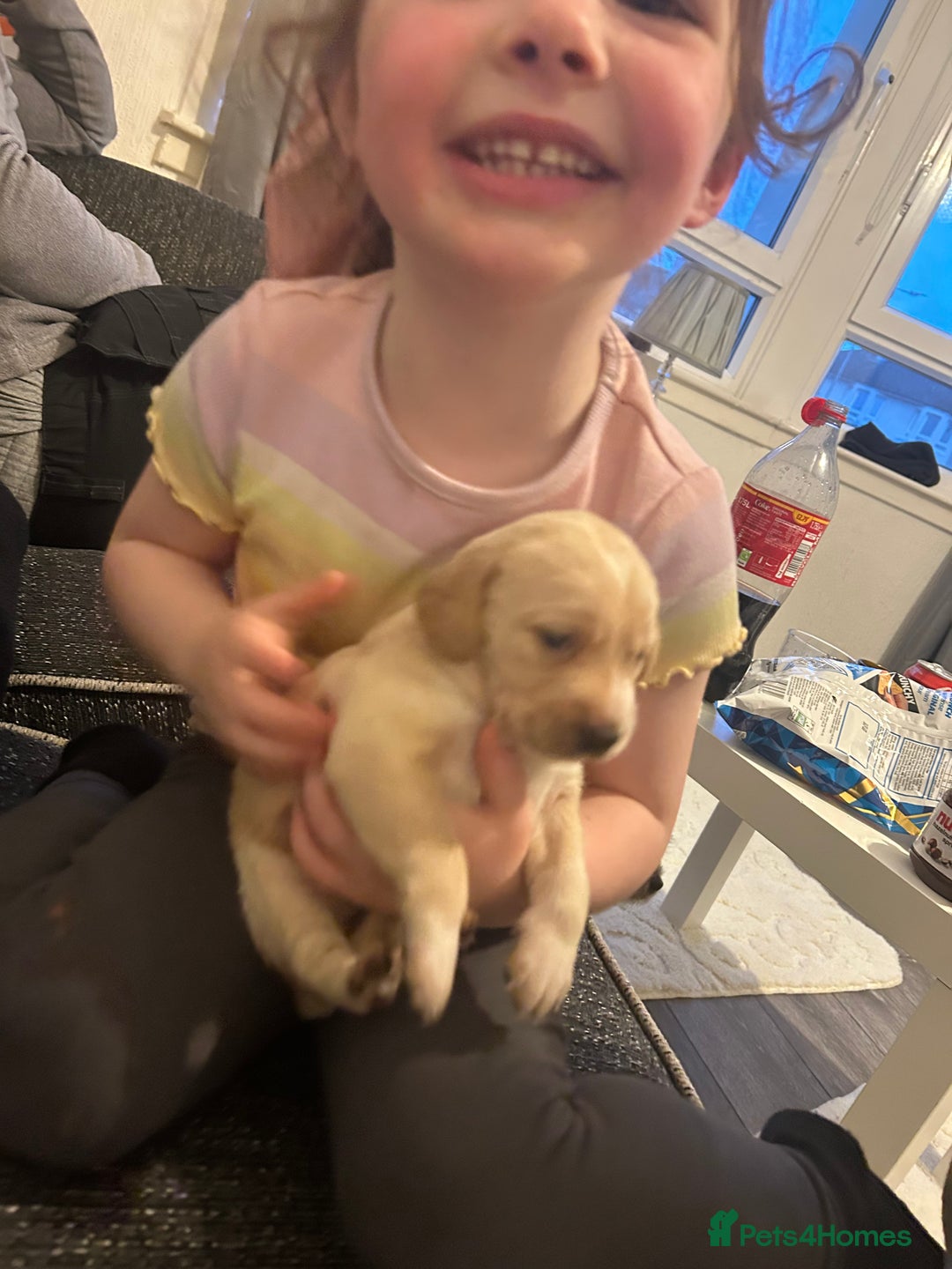 Cockerdor dogs for sale: Cockador puppies  - Advert 5