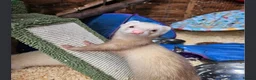 Ferret rodents for sale: Male ferret  - Advert 4