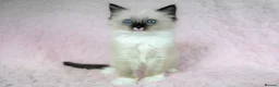 Ragdoll cats for sale: Stunning Ragdolls Ready Now. - Advert 7
