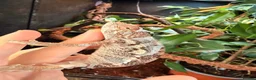 Chameleon reptiles for sale: Panther Chameleon  - Advert 3