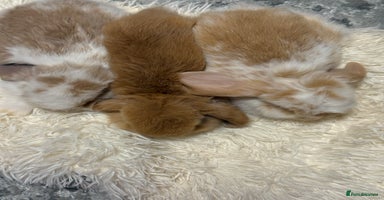 Mini Lion Lop rabbits - Advert 11