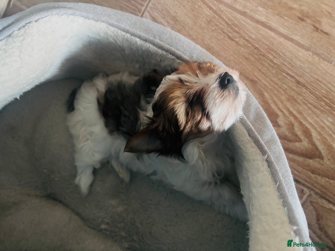 Yorkshire Terrier dogs for sale: ❤️Beautiful blue eyed Yorkshire terrier puppies❤️ - Advert 30