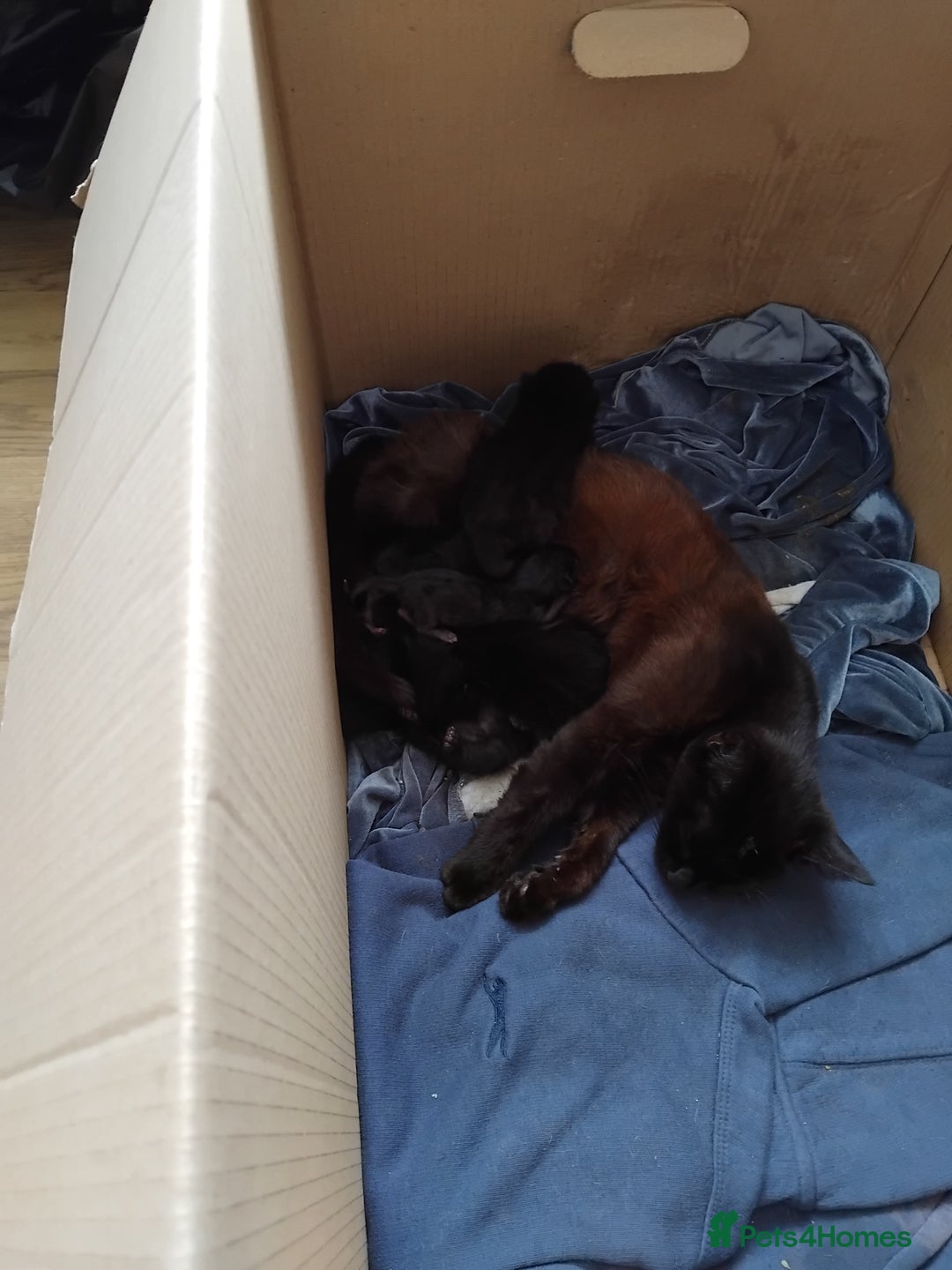 Mixed Breed cats for sale: Four adorable black and white kittens  - Image 4