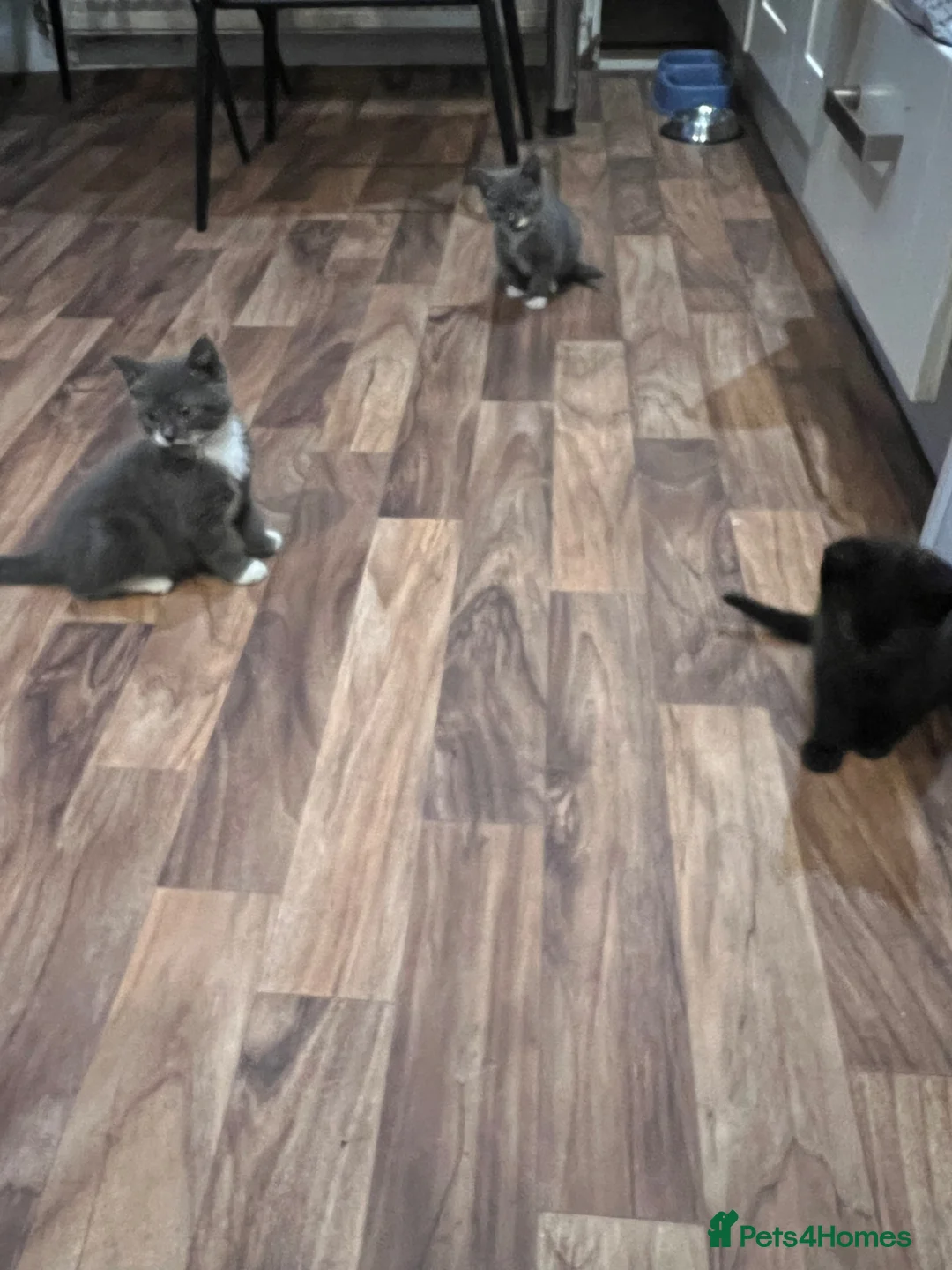 Mixed Breed cats for sale:     Beautiful Kittens Ready To Leave  - Advert 2