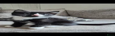 British Shorthair Kitten 1