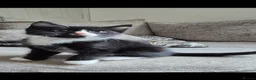 British Shorthair cats for sale: 4 Beautiful kittens - Advert 2