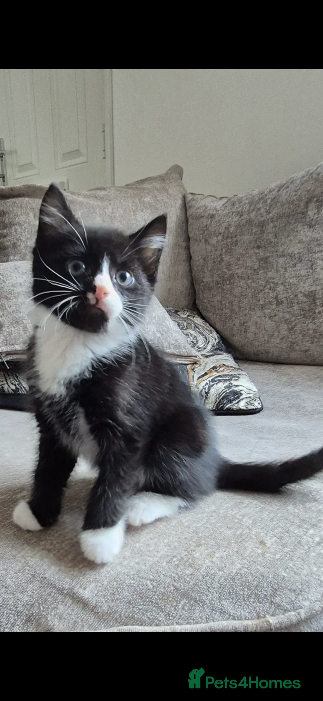British Shorthair cats for sale: 4 Beautiful kittens - Advert 2