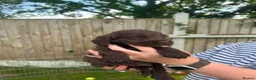 Cocker Spaniel dogs for sale: Stunning Cocker Spaniel puppies  - Advert 3