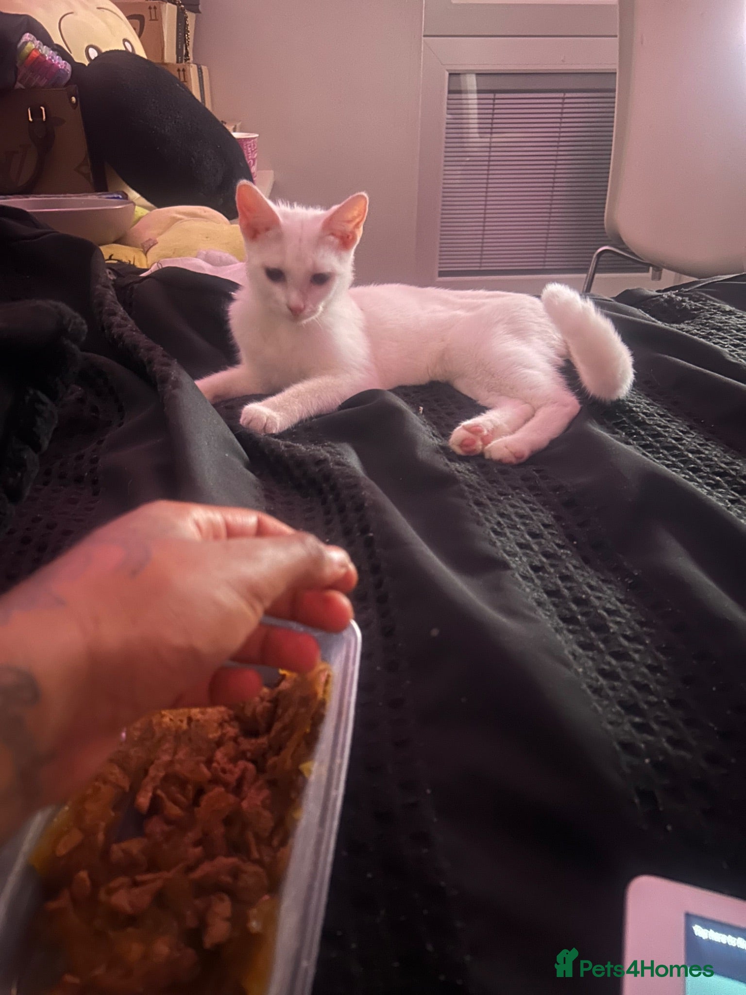 Mixed Breed cats 6 month old female kitten  - Advert 5