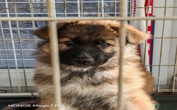 German Shepherd dogs for sale: German Shepherd puppy - Image 25