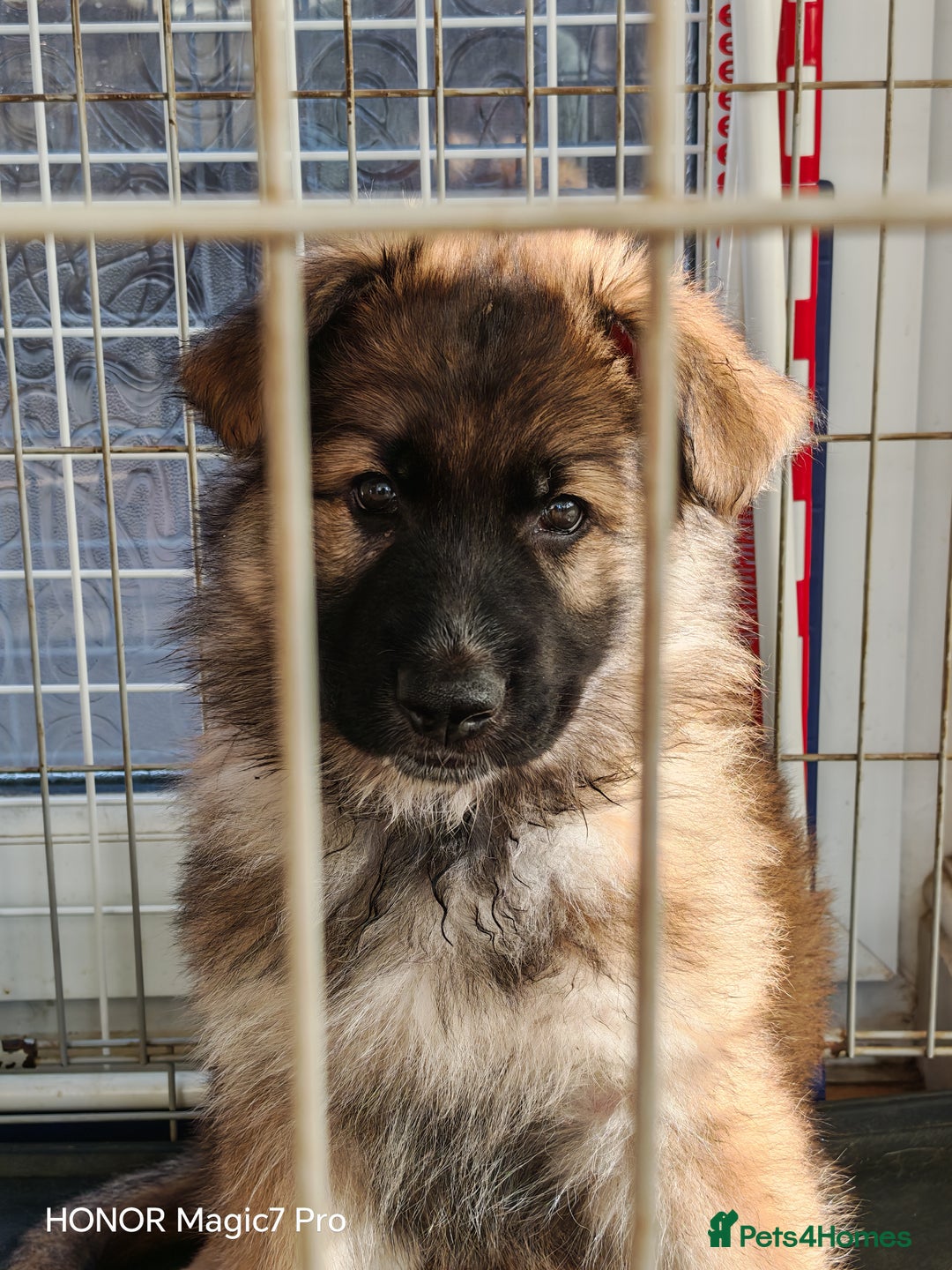 German Shepherd dogs for sale: German Shepherd puppy - Image 25