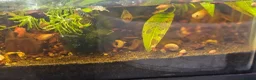 Skink reptiles for sale: Male and female pair of red eyed crocodile skinks - Advert 7